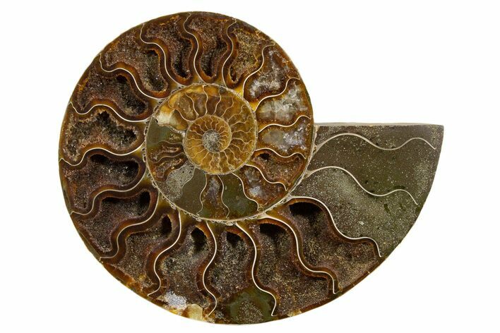 Cut & Polished Ammonite Fossil (Half) - Deep Crystal Pockets #345634